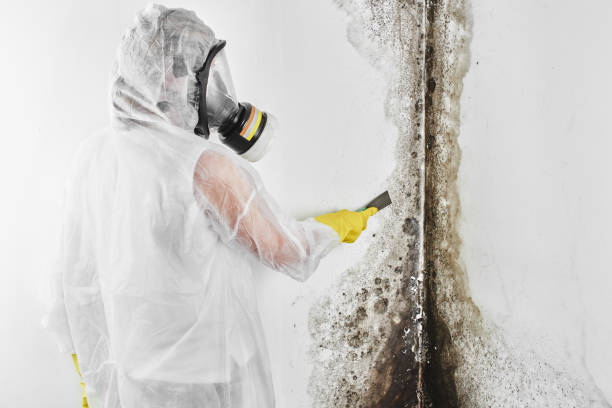 Best DIY Mold Remediation Support Services in Lake Marcel Stillter, WA