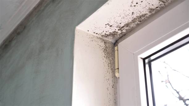 Best Attic Mold Remediation in Lake Marcel Stillter, WA