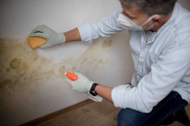Best Localized Mold Remediation (e.g., coastal areas, humid climates) in Lake Marcel Stillter, WA