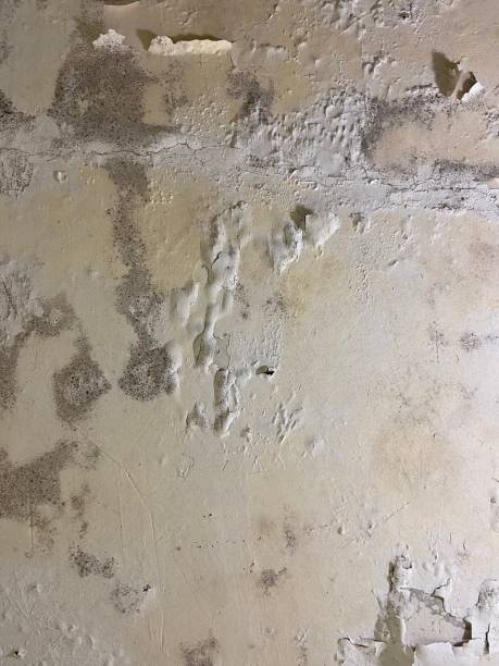 Best Mold Remediation for Specific Building Types in Lake Marcel Stillter, WA