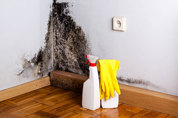 Best Kitchen Mold Remediation in Lake Marcel Stillter, WA