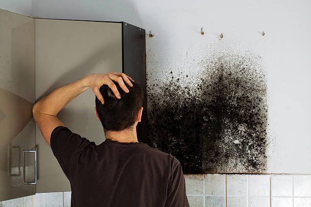 Best Emergency Mold Remediation in Lake Marcel Stillter, WA