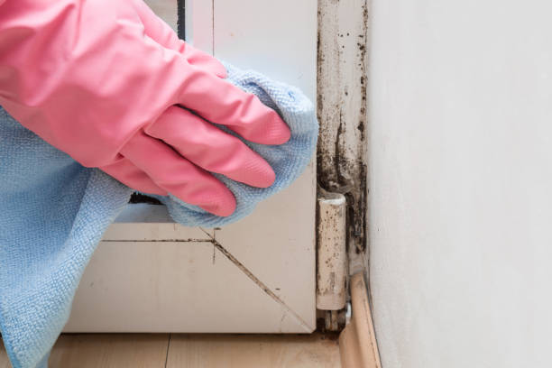 Insurance-Related Mold Remediation